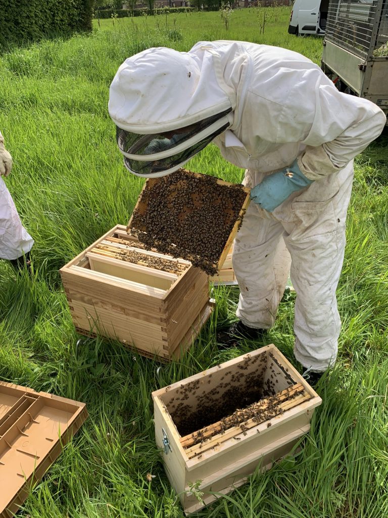 Nos abeilles sont arrivées !