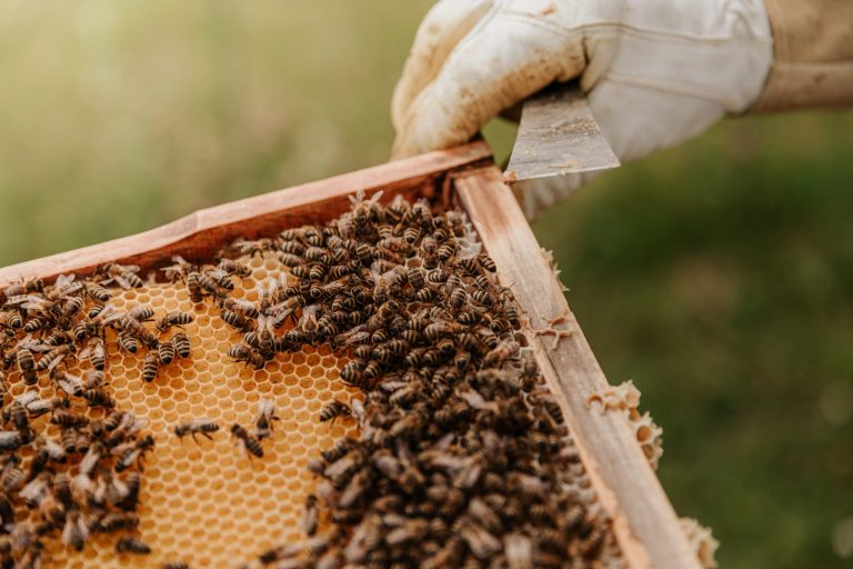 Aujourd’hui, c’est la journée mondiale des abeilles !