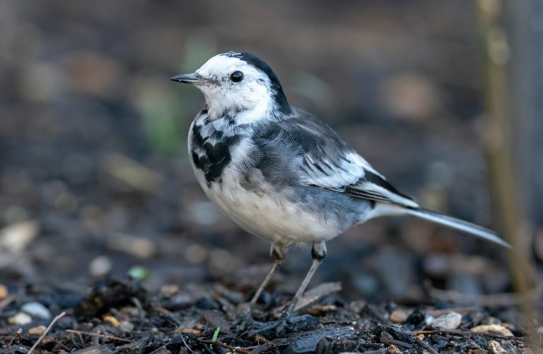 L’oiseau fait son nid