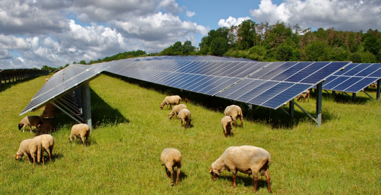 Agrivoltaïsme : une alliance durable entre agriculture et énergie solaire