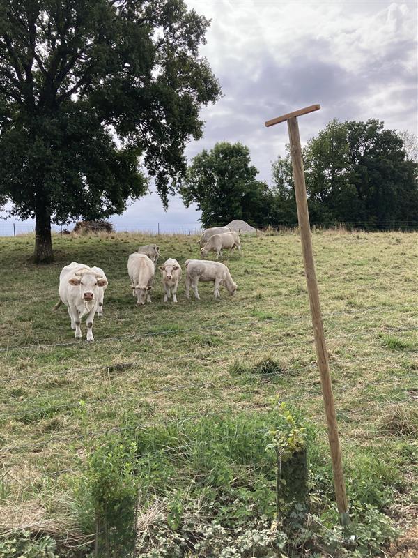 6fa50a48 1398 4b9c bf75 85a5a245d15c