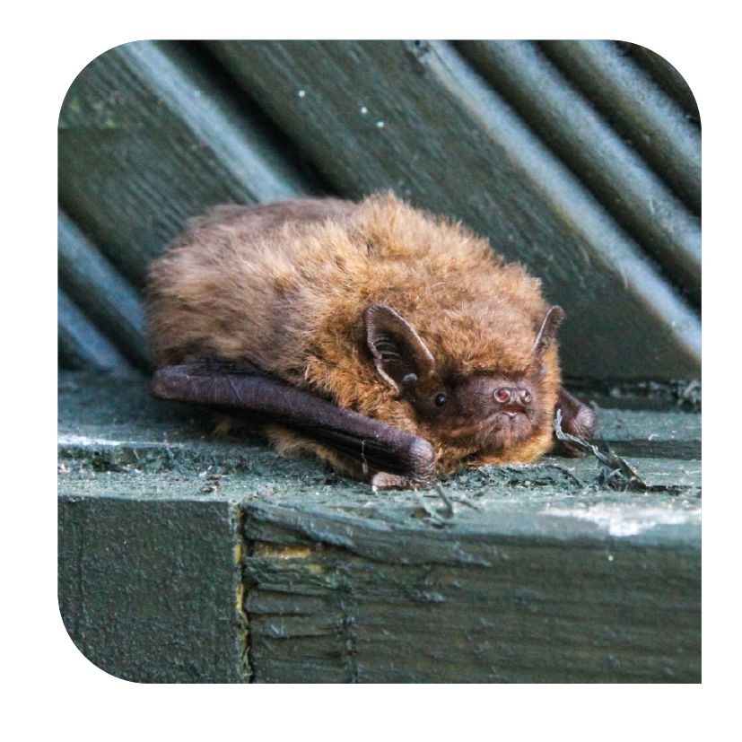 éléments page biodiv